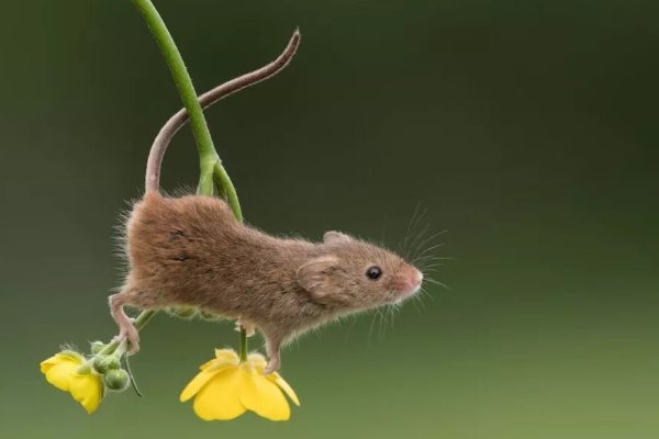 气象一新打一个生肖