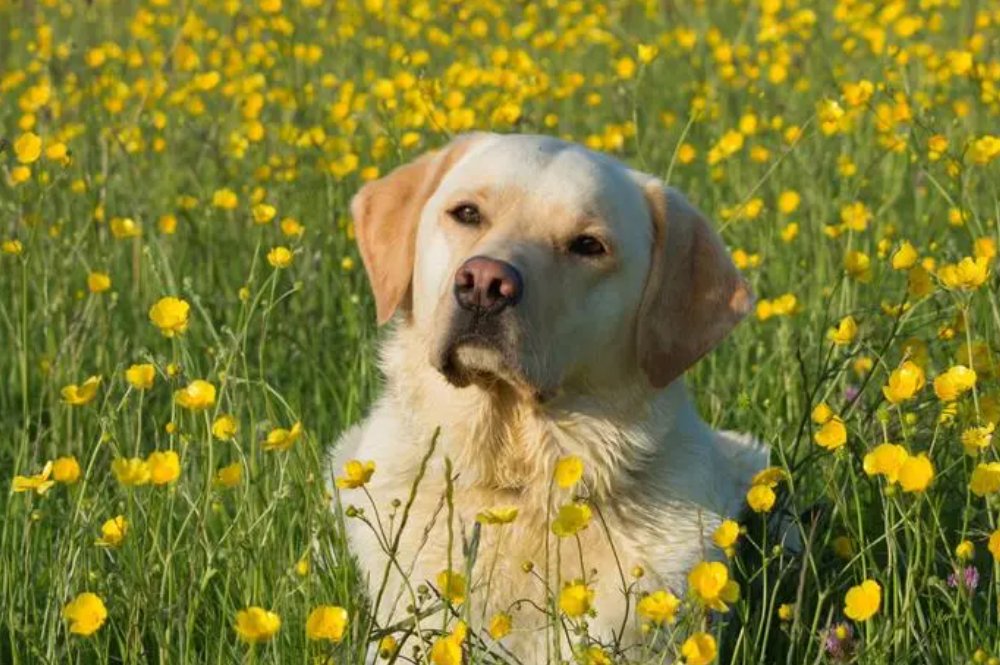 卒岁穷年打一生肖动物