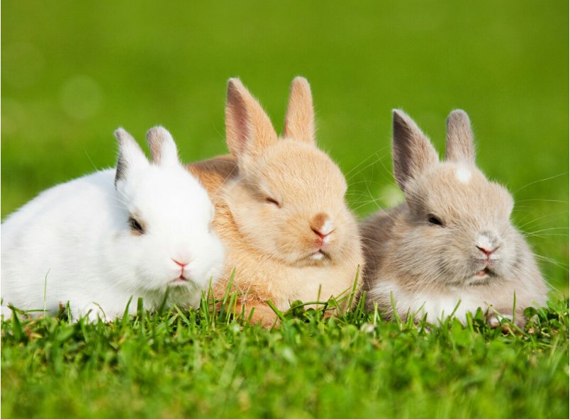 蓝天绿地鸟儿飞准确生肖