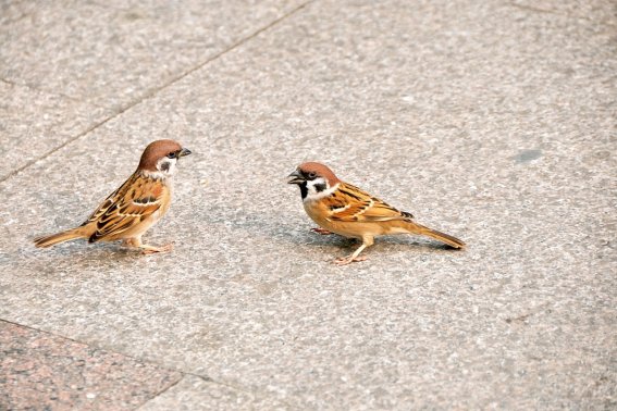 雀儿是什么意思