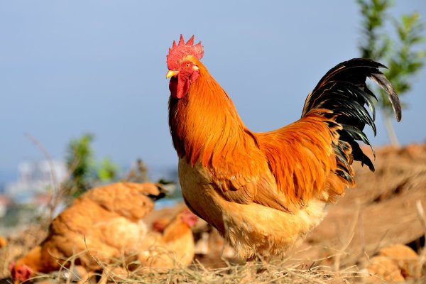 百卉含英解一生肖