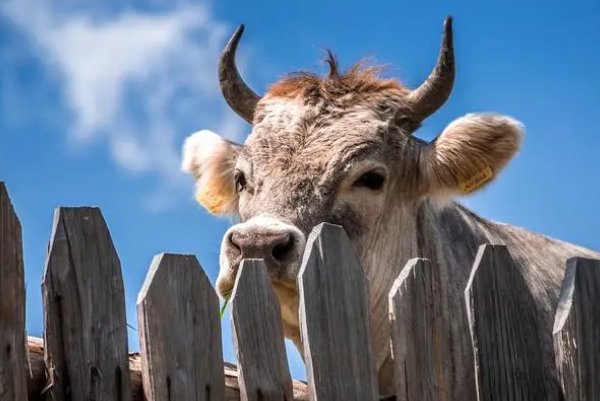 昆山玉片打一动物
