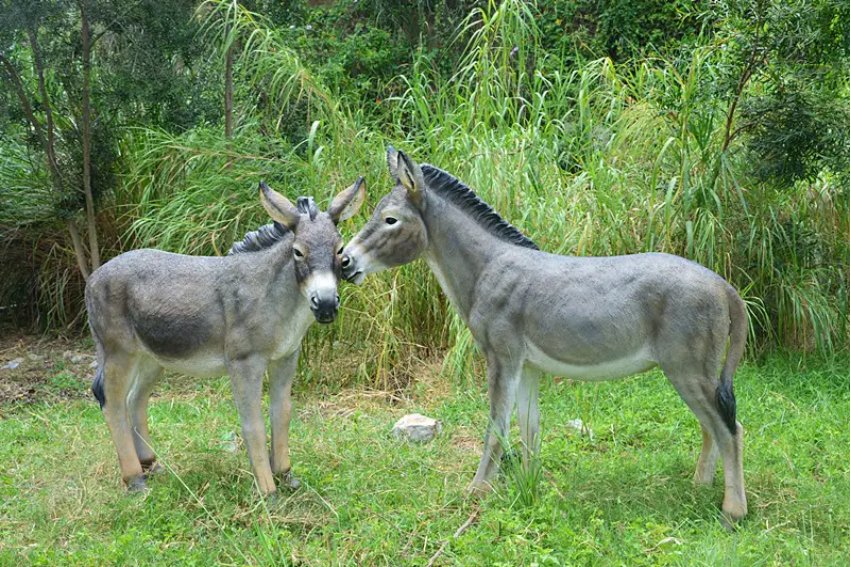 顺毛驴是什么意思