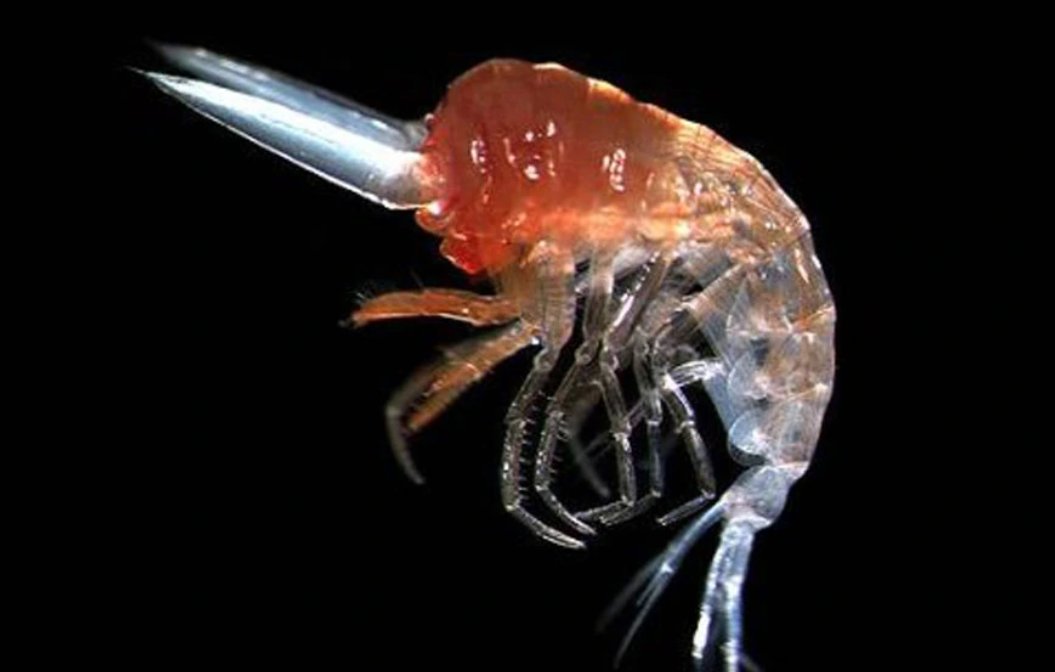 沙蚤有没有寄生在人体上的？