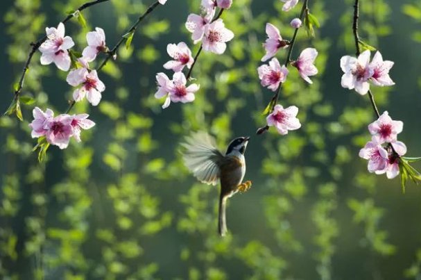 草长莺飞是指什么生肖动物