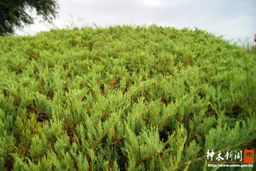 臭柏的基本资料