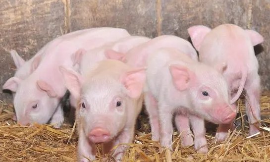 猪鞭为什么是螺旋状的？