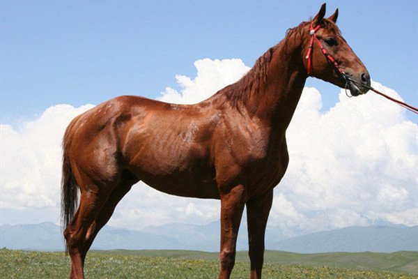 埋头埋脑,好学为福,书中自有黄金屋,四书五经,滚瓜烂熟,之乎者也谁会读是什么动物