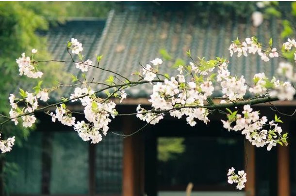 草长莺飞是指什么生肖动物