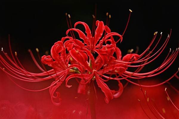 关于彼岸花的个性签名有哪些