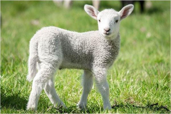 明日黄花打一生肖谜底