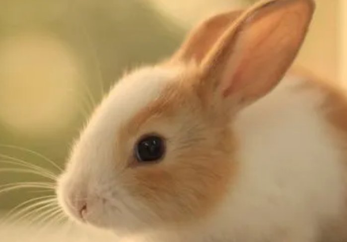 呜金收兵指什么动物