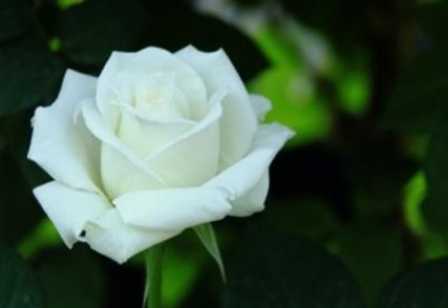 被称为花中皇后的是?