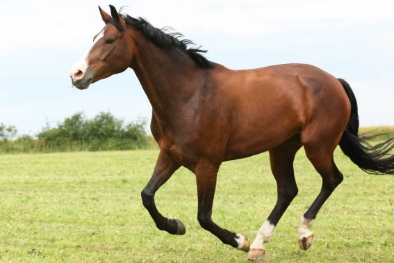 先锋保国卫家园是什么动物