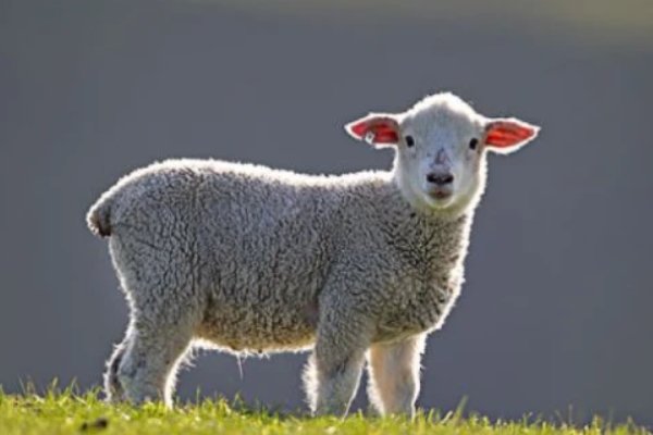 忆昔抚今打一动物生肖