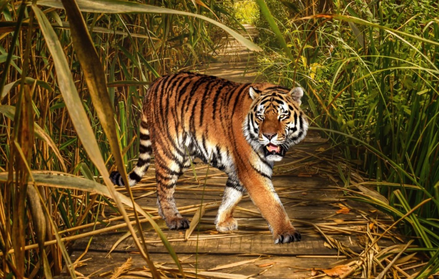 巴结高枝最正确的生肖