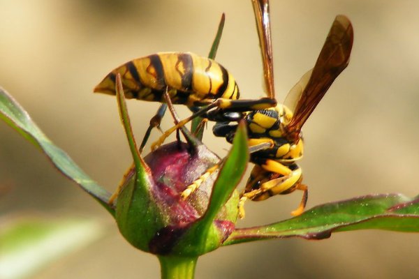 黄蜂尾上针是什么意思