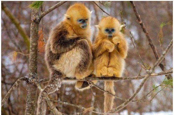 龙争虎斗是什么生肖