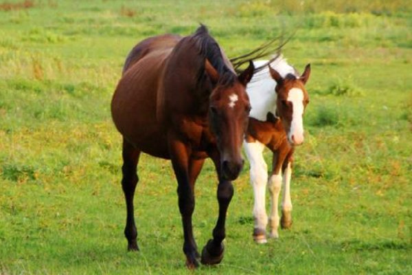 临阵磨枪的动物