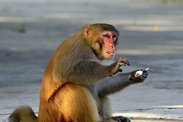 耳目心腹指什么生肖动物