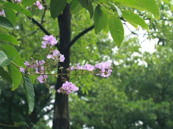 夏花多久更新一次