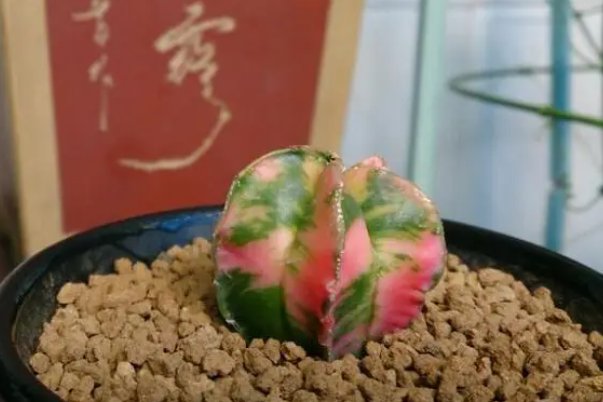 玉锦是什么意思