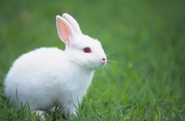 春雨如丝猜一个生肖