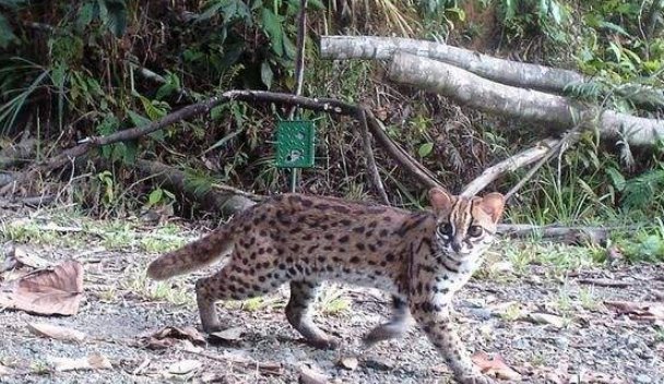 山狸的汉语拼音怎么写