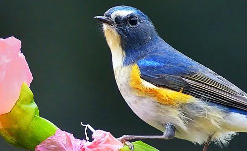 哪些软件是大家公认的流氓软件？