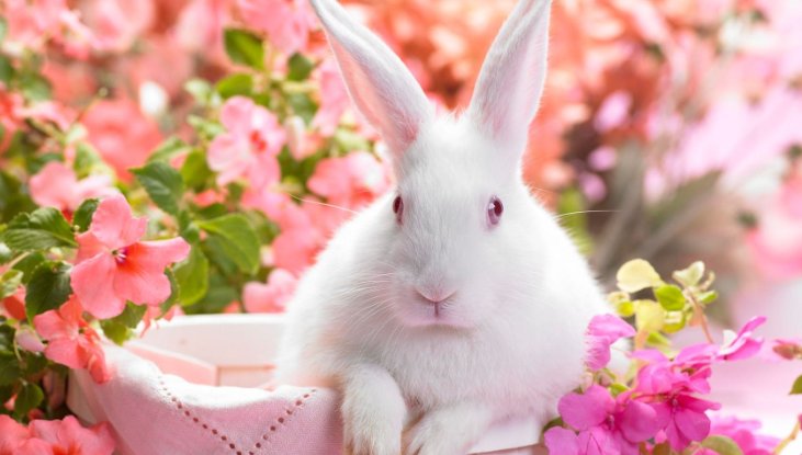 任人摆弄打一生肖