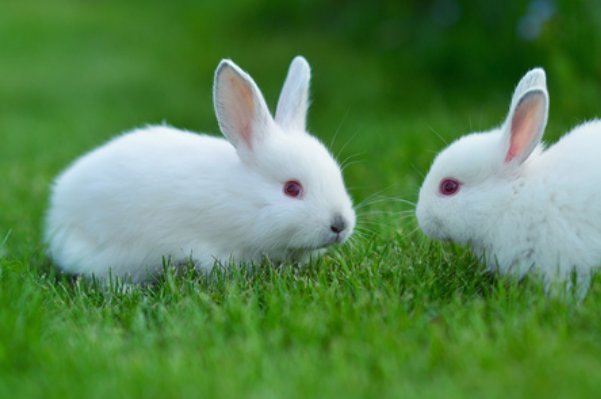 缄舌闭口打一个生肖