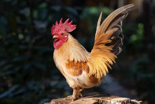 钟鼓晨鸣什么意思