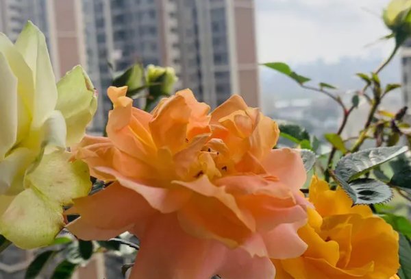 辣手摧花是啥意思