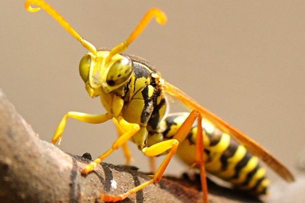 蚂蜂与马蜂的区别有哪些