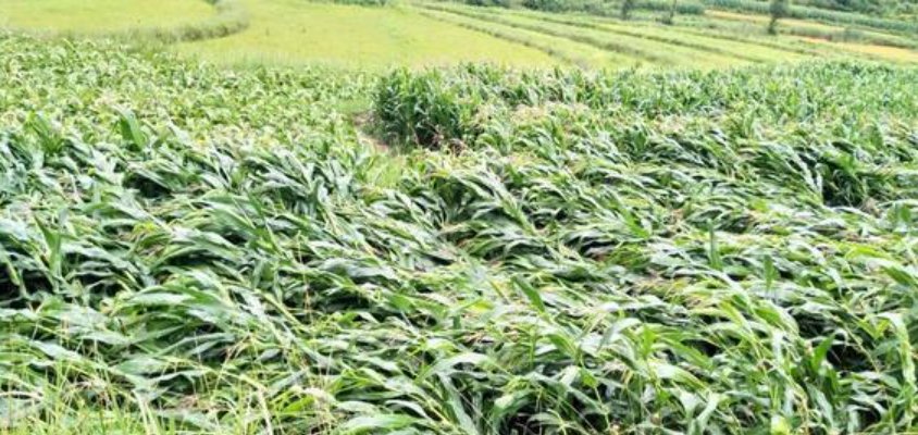 二月雷什么意思