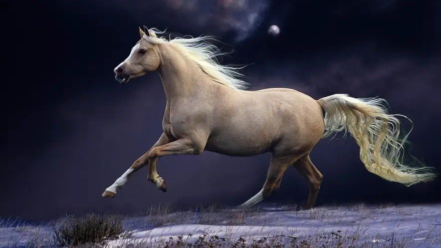 霞光万道指什么生肖