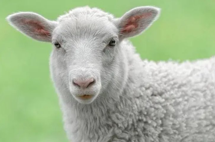 抱玉握珠打一动物