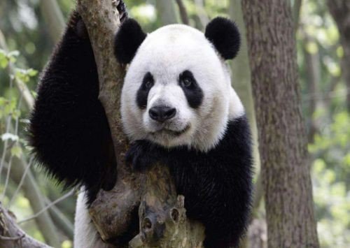 熊猫走起路来是什么样子的句子描写