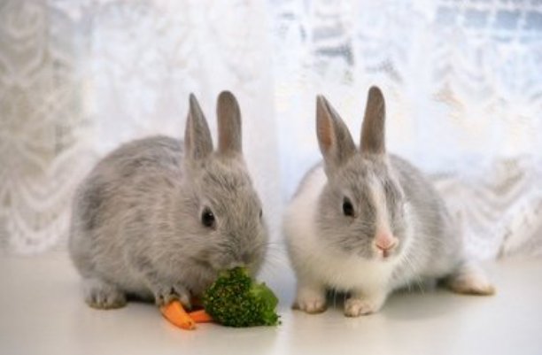 缄舌闭口打一个生肖