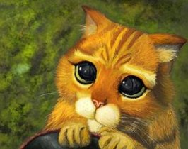 英文puss是什么意思