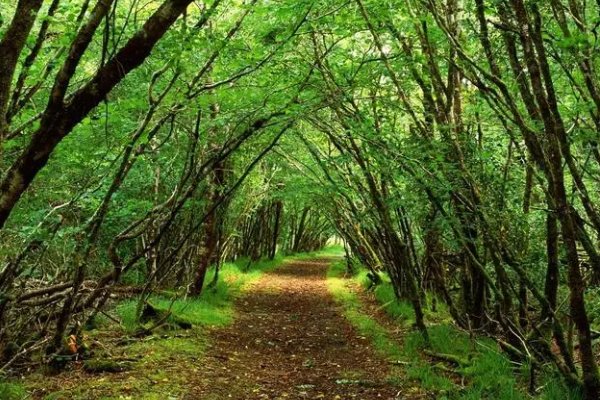 我国古代管理山林的部门是