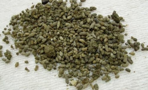 蝙蝠屎什么样子?