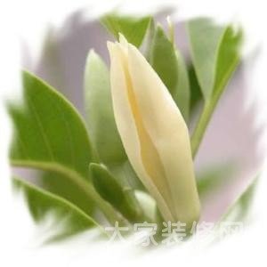 幽幽黄桷兰的繁殖方法