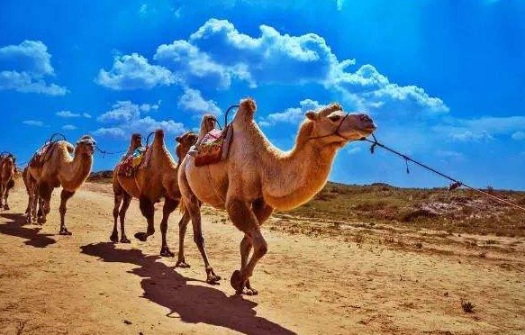 驼铃声是什么意思?