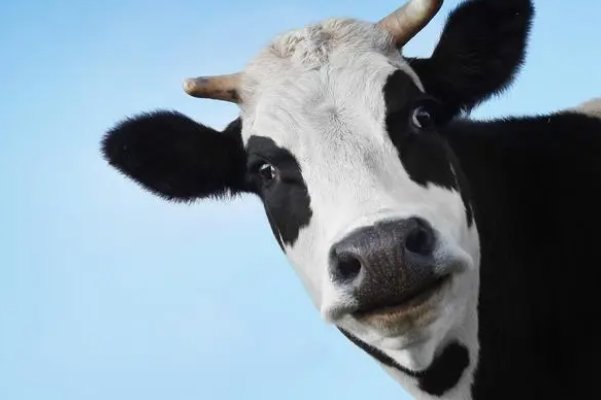 昆山玉片打一动物