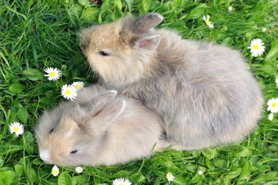 红口白牙解生肖