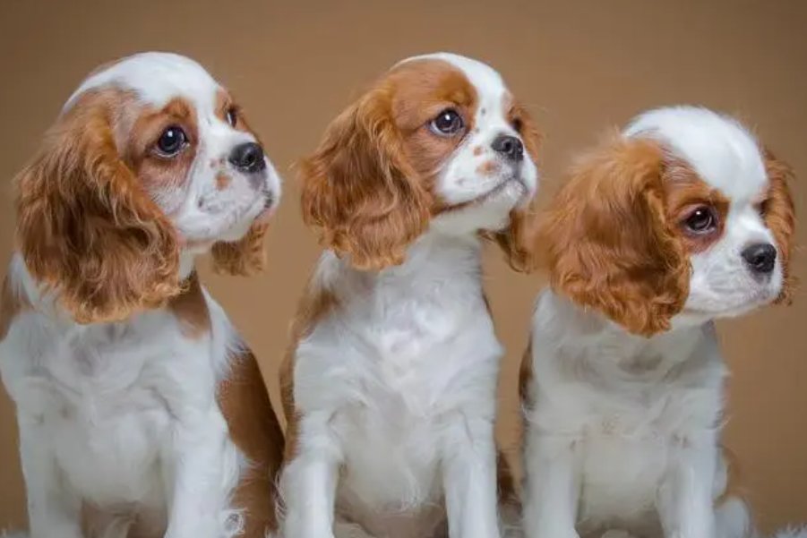 卒岁穷年打一生肖动物