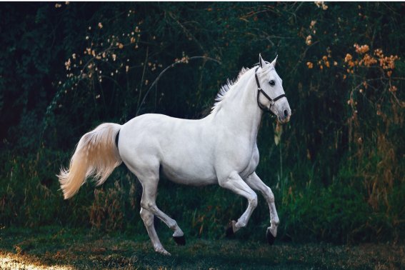 先锋保国卫家园是什么动物