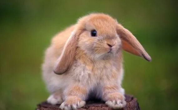 任人摆弄打一生肖