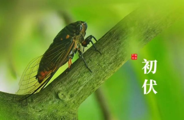 二零二零头伏级二伏哪天?